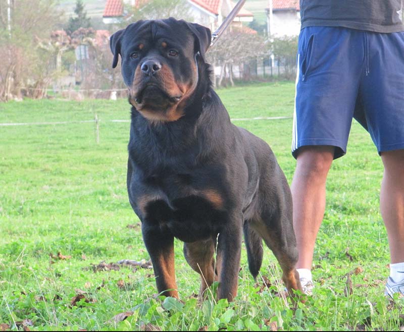 CH. Xahico de Breogan