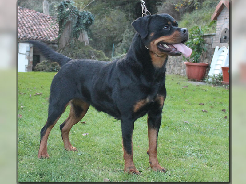 Xamba de Solapeña