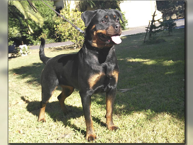 Xena de Solapeña