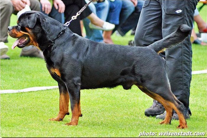 Pedigree