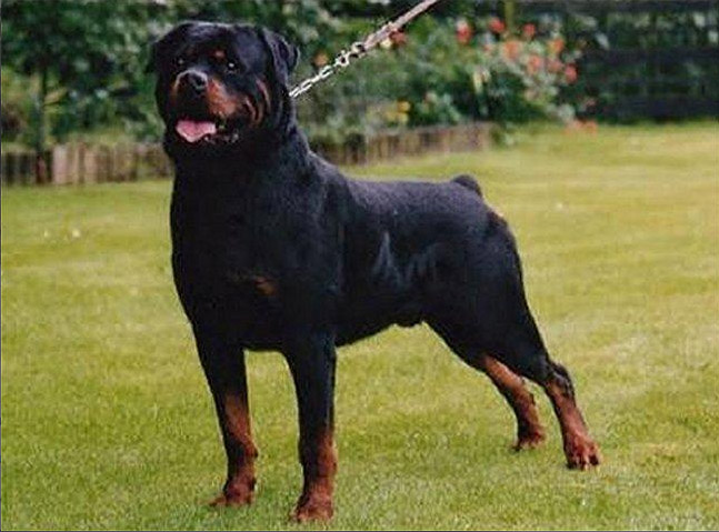 Pedigree