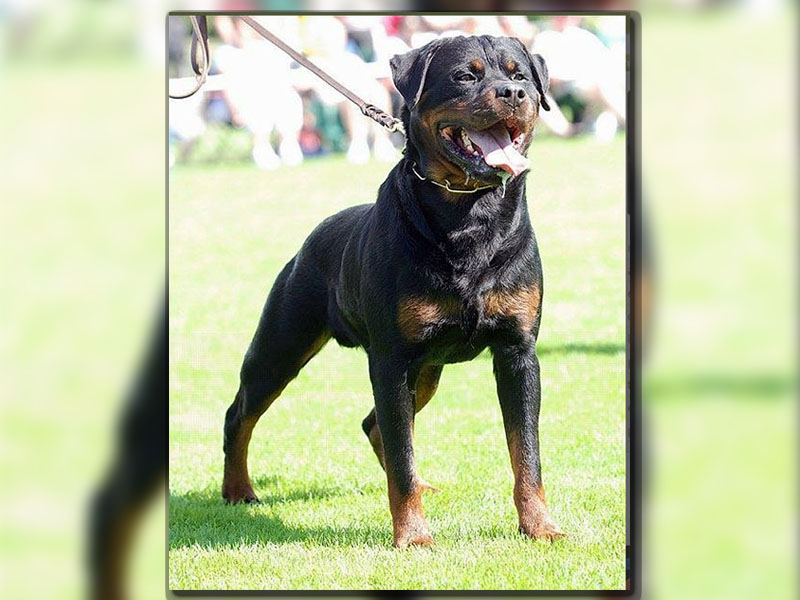 Pedigree