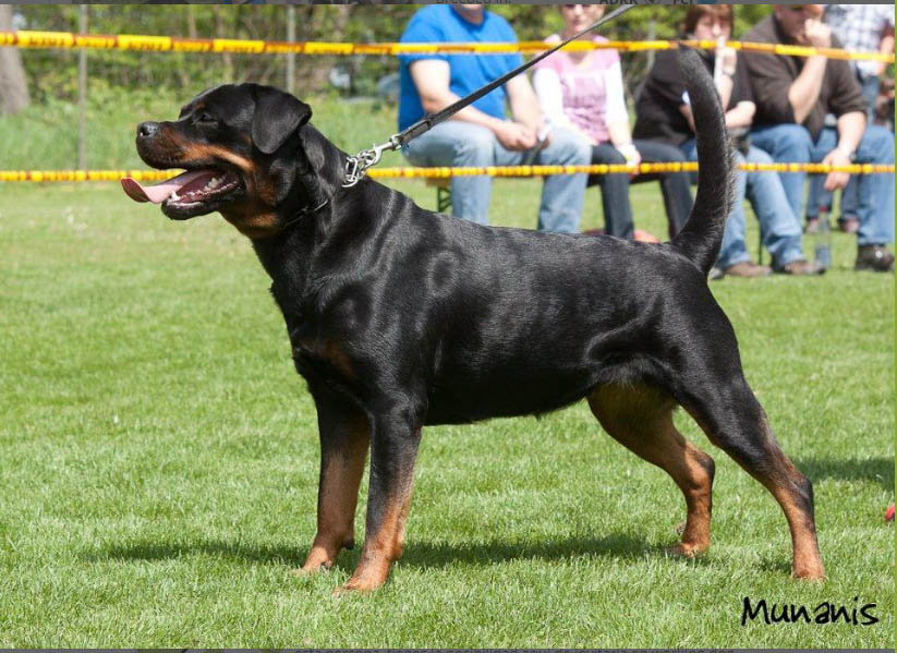 Pedigree