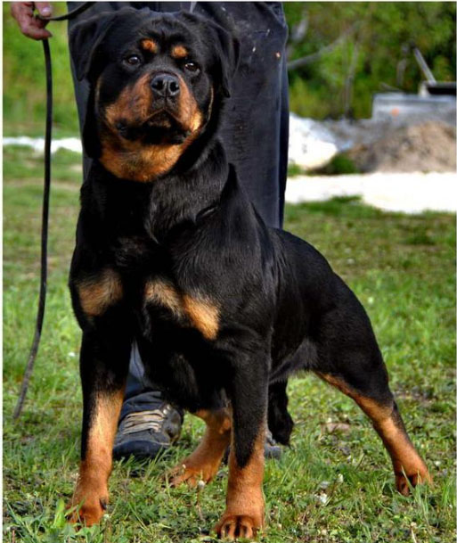 Pedigree