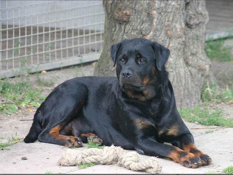 Pedigree