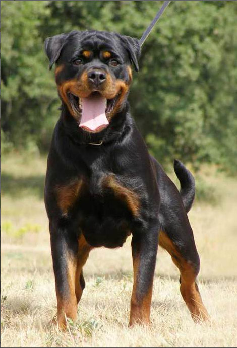 Pedigree