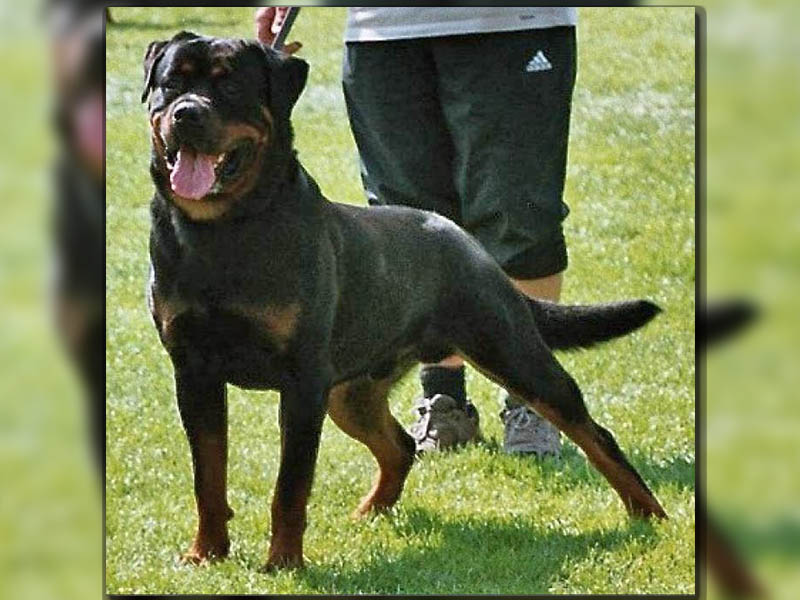 Pedigree