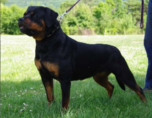 Pedigree