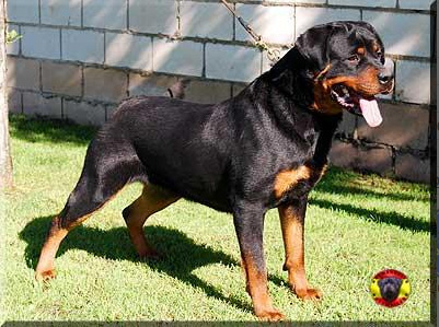 Pedigree