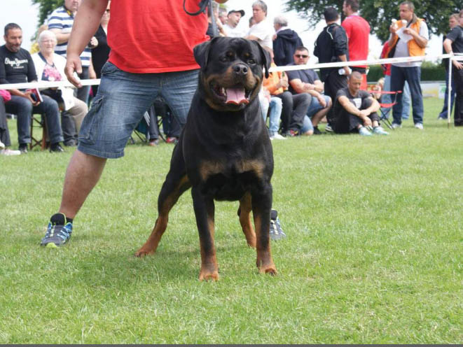 Pedigree