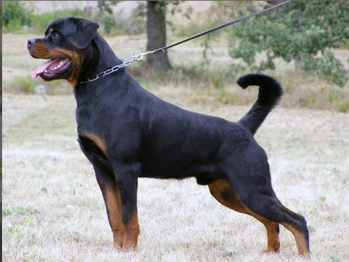 Pedigree