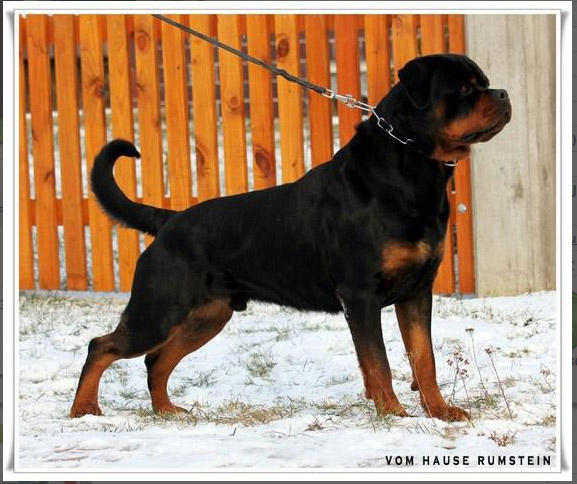 Pedigree