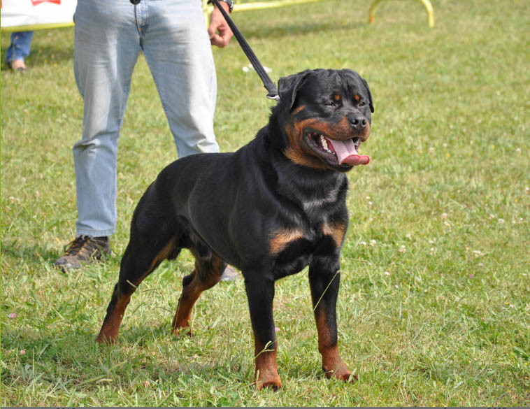 Irko del Norte