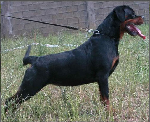 Pedigree