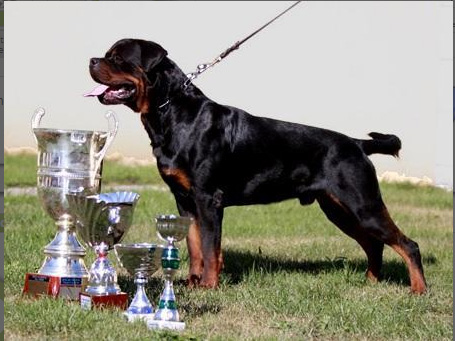 Pedigree