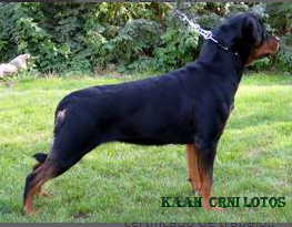 Pedigree