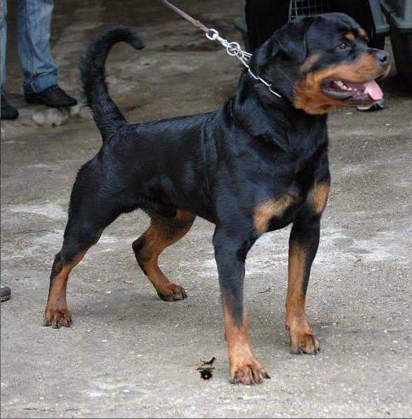 Pedigree