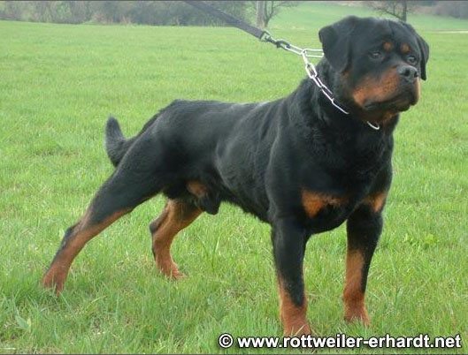 Pedigree