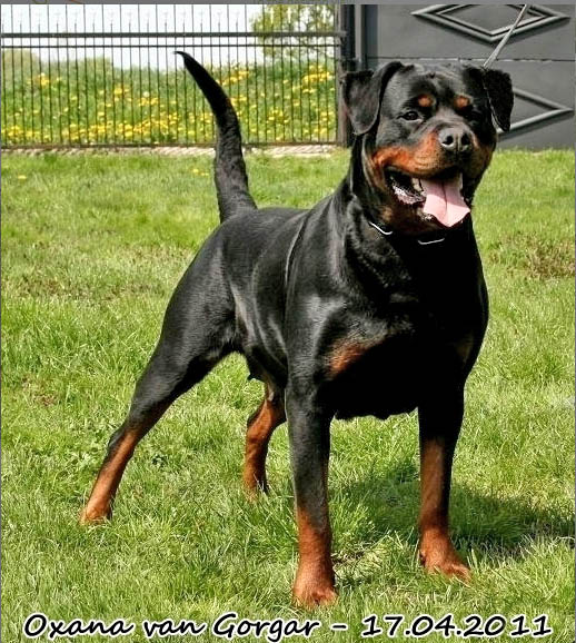 Pedigree