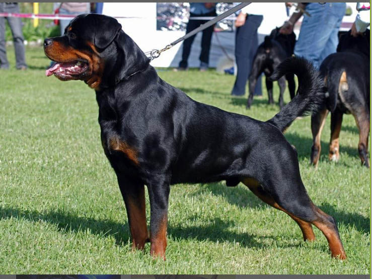 Pedigree