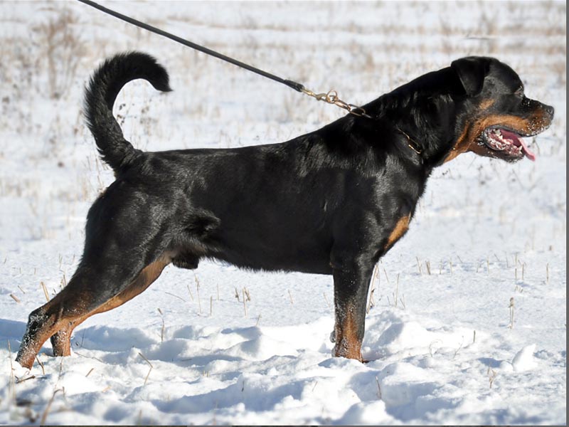 Pedigree