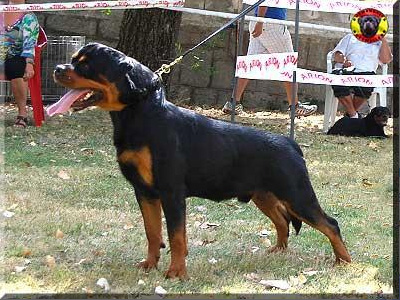 Pedigree