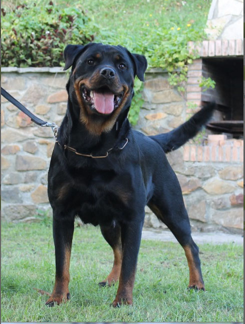 Pedigree