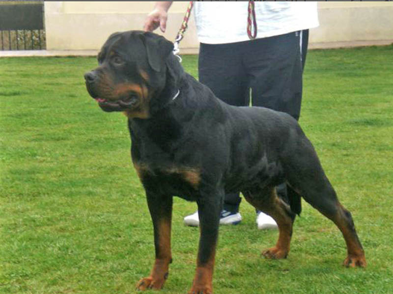 Pedigree