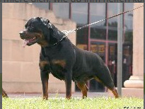 Pedigree