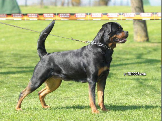 Pedigree