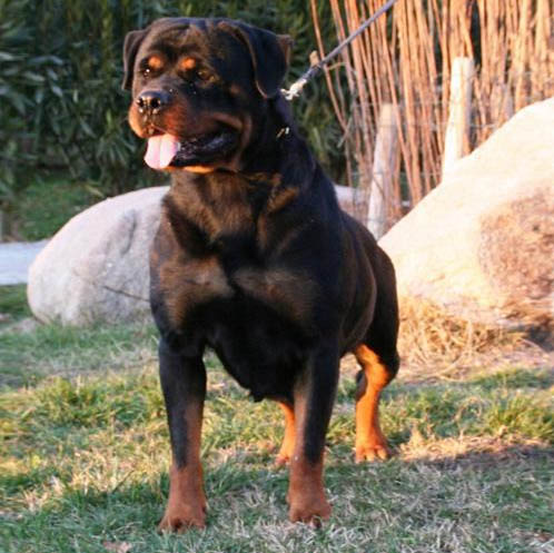 Pedigree