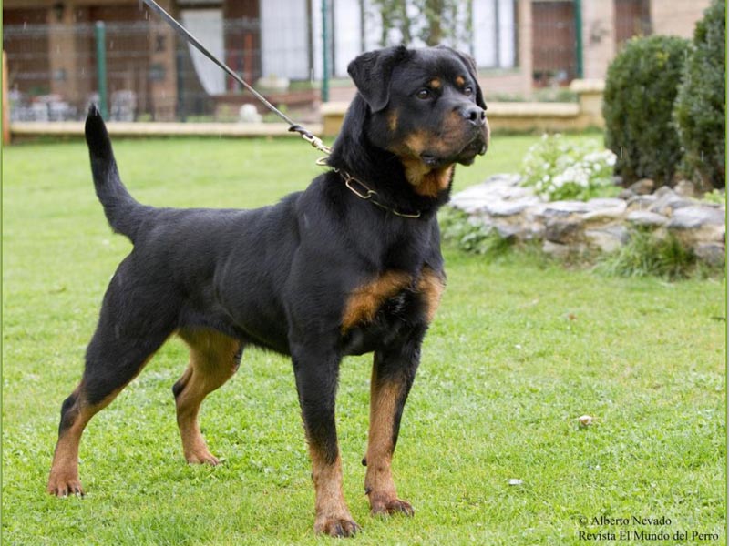 Pedigree