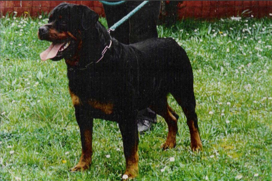 Pedigree
