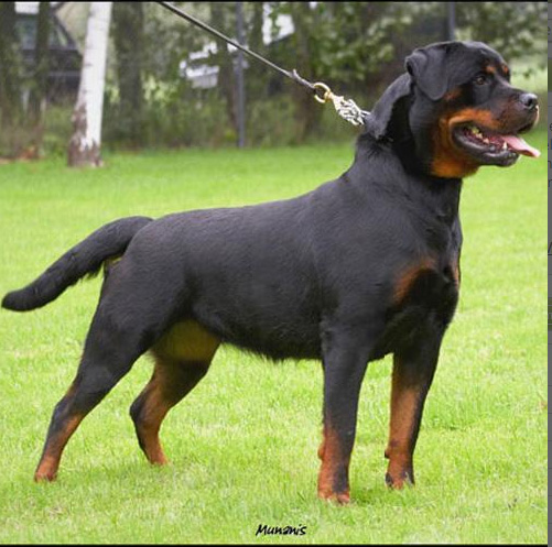 Pedigree