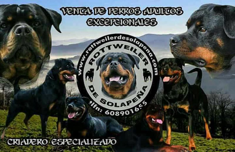 Rottweiler de Solapeña